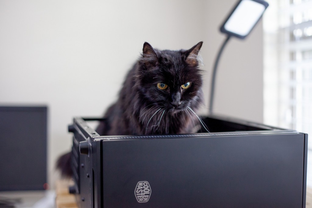 Kiki FelinePC Cat
