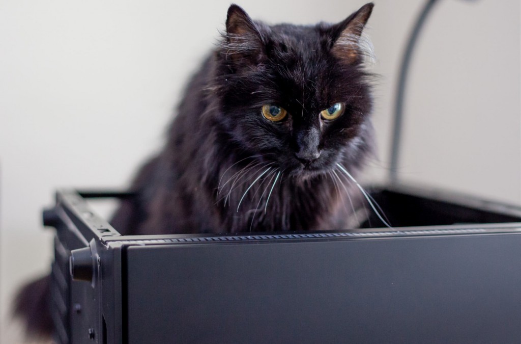 Kiki FelinePC Cat